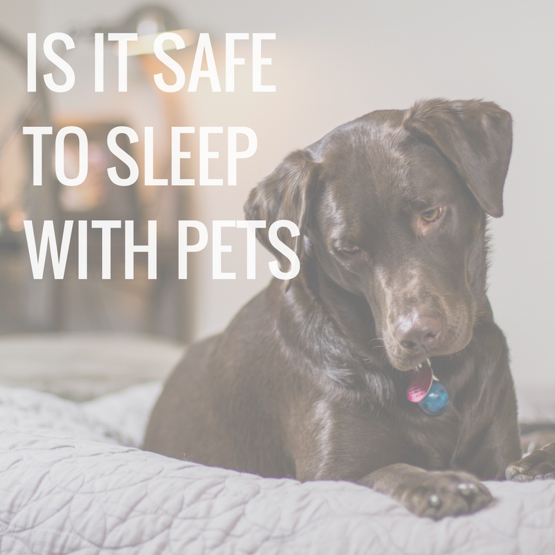 Could your pets be affecting your sleep?